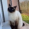 cat, siamese_cat, pet, animal, windowsill, outdoor, nature, tree, grass, fur, blue_eyes, sitting, curious, window, daylight, mammal, domestic_animal, portrait, calm, whiskers