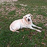 dog, grass, outdoor, animal, pet, laying, nature, mammal, canine, quiet, relaxed, fur, earth, ground, daylight, ears, snout, eyes, resting, calm