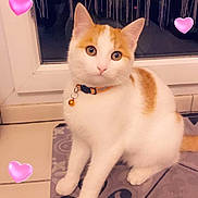 Nougat participe au concours pour gagner de l'argent avec cette photo : cat, feline, pet, orange_and_white, collar, bell, mat, window, heart_stickers, filter, indoor, portrait, paws, whiskers, ears, sitting, looking_at_camera, eyes, tiles, cute