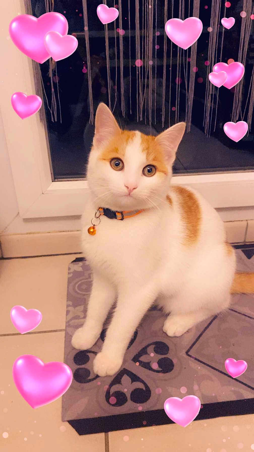 Nougat participe au concours pour gagner de l'argent avec cette photo : cat, feline, pet, orange_and_white, collar, bell, mat, window, heart_stickers, filter, indoor, portrait, paws, whiskers, ears, sitting, looking_at_camera, eyes, tiles, cute