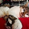 cat, tabby, white_cat, pet, animal, feline, lying_down, sleepy, relaxed, close_up, whiskers, ears, paws, fur, red_blanket, indoor, home, cuddly, portrait, lazy
