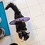 Roo is registered to the contest to win money with this photo: kitten, cat, black_and_white, cone_collar, purple, floor, tile, blue_mat, food_bowl, pet, curious, looking_up, indoor, foot, sock, pet_accessory, small_animal, domestic, fur, whiskers