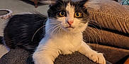 Roo is registered to the contest to win money with this photo: cat, black_and_white, whiskers, wide_eyes, couch, living_room, furniture, pillow, carpet, curtains, table, wood, indoor, pet, animal, fur, claw, clinging, curious, home