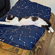 Roo joined the competition — help win amazing prizes! cat, sleeping, black_and_white, blanket, constellation_pattern, couch, furniture, indoor, pet, resting, cozy, fur, animal, mammal, relaxation, home, comfort, stretched_out, nap, quiet