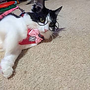 Roo joined the competition — help win amazing prizes! accessory, animal, black_and_white, bow, carpet, cat, curious, cute, domestic_cat, feline, floor, glasses, indoor, lying_down, pet, pink_harness, relaxed, toy, whiskers, wooden_table
