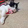 Roo joined the competition — help win amazing prizes! accessory, animal, black_and_white, bow, carpet, cat, curious, cute, domestic_cat, feline, floor, glasses, indoor, lying_down, pet, pink_harness, relaxed, toy, whiskers, wooden_table