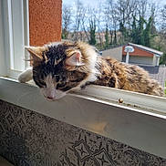 Simba participe au concours pour gagner de l'argent avec cette photo : cat, windowsill, sunlight, fur, curious, animal, pet, indoor, outdoor, trees, roof, daylight, window, whiskers, mammal, resting, nature, home, closeup, feline