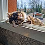 cat, windowsill, sunlight, fur, curious, animal, pet, indoor, outdoor, trees, roof, daylight, window, whiskers, mammal, resting, nature, home, closeup, feline