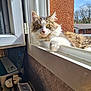 cat, fluffy, windowsill, sunlight, orange_wall, golden_eyes, curious, fur, indoor, outdoor_view, suburban, blue_sky, window_frame, relaxed, pet, animal, whiskers, paw, texture, daylight
