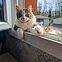 cat, fluffy, windowsill, sunlight, curious, indoor, pet, feline, paw, face, whiskers, ears, house, window, sky, trees, daylight, relaxed, looking, domestic