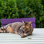Lola a rejoint le concours — aidez-le/la à gagner de superbes lots ! cat, tabby_cat, outdoor, table, chair, greenery, garden, relaxed, feline, animal, pet, fur, resting, nature, blurred_background, wooden_chair, striped, calm, daylight, domestic_cat