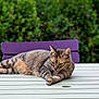 cat, tabby_cat, outdoor, table, chair, greenery, garden, relaxed, feline, animal, pet, fur, resting, nature, blurred_background, wooden_chair, striped, calm, daylight, domestic_cat