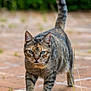 Lola participe au concours pour gagner de l'argent avec cette photo : cat, tabby_cat, animal, pet, outdoor, greenery, tile_floor, walking, tail_up, focused, blue_eyes, whiskers, fur, mammal, nature, daylight, closeup, curious, alert, cute