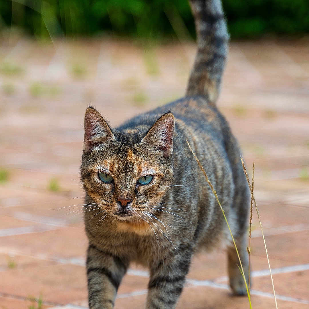Lola participe au concours pour gagner de l'argent avec cette photo : alert, animal, blue_eyes, cat, closeup, curious, cute, daylight, focused, fur, greenery, mammal, nature, outdoor, pet, tabby_cat, tail_up, tile_floor, walking, whiskers