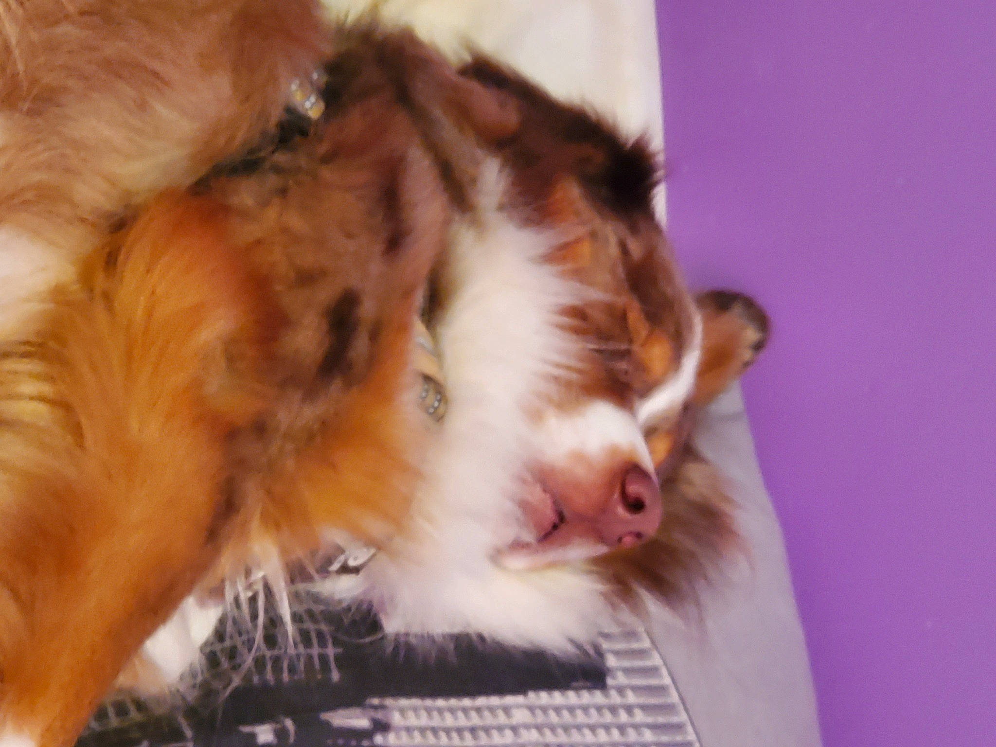 Ruben a rejoint le concours — aidez-le/la à gagner de superbes lots ! canidae, carnivore, claw, collie, companion_dog, dog_breed, fang, felidae, fur, herding_dog, liver, paw, rough_collie, scotch_collie, shetland_sheepdog, small_to_medium_sized_cats, snout, sporting_group, tail, whiskers