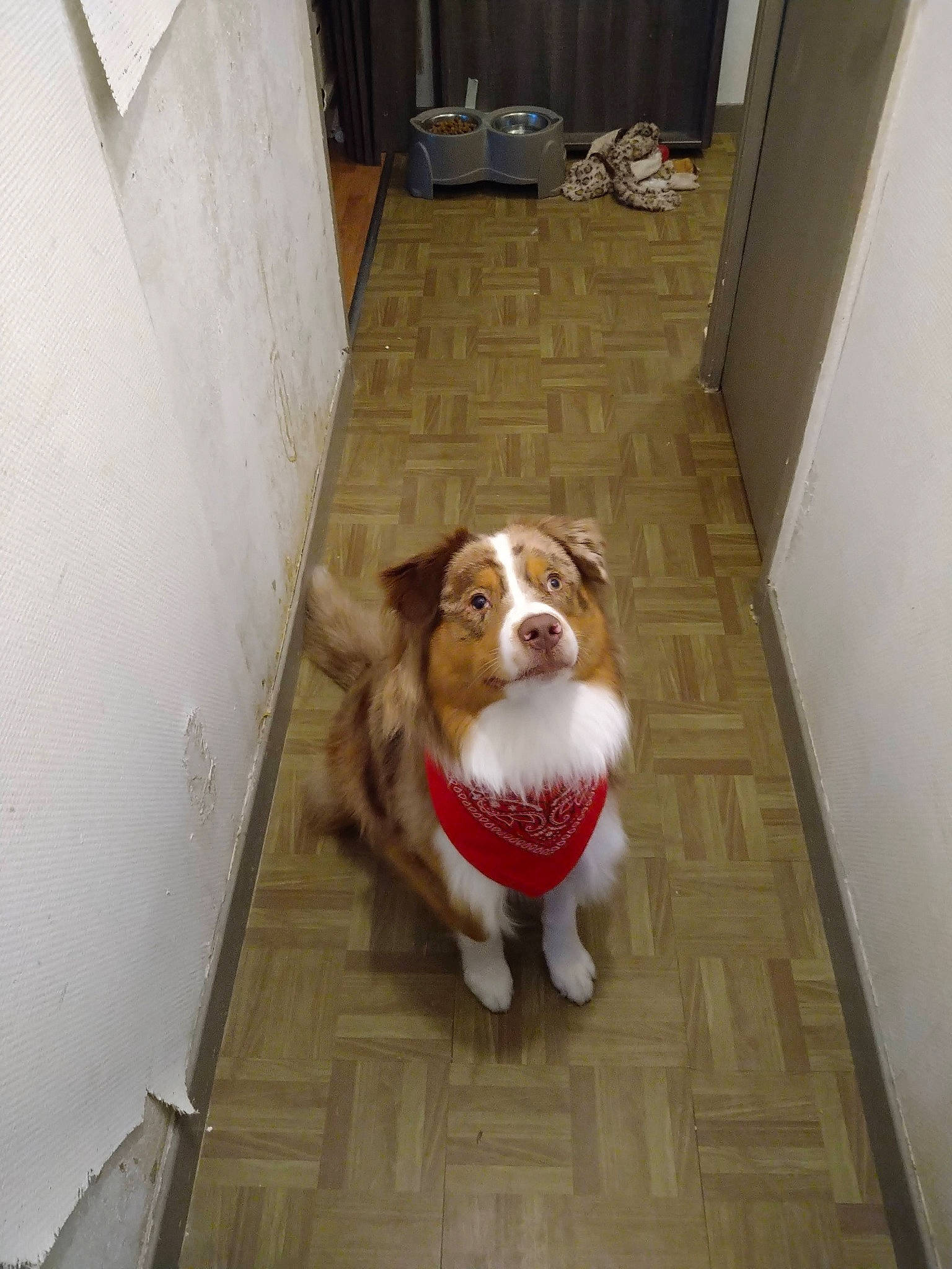 Ruben participe au concours pour gagner de l'argent avec cette photo : canidae, carnivore, companion_dog, couch, dog, dog_breed, door, fawn, floor, flooring, hardwood, hound, liver, room, sporting_group, tail, varnish, wood, wood_flooring, working_animal