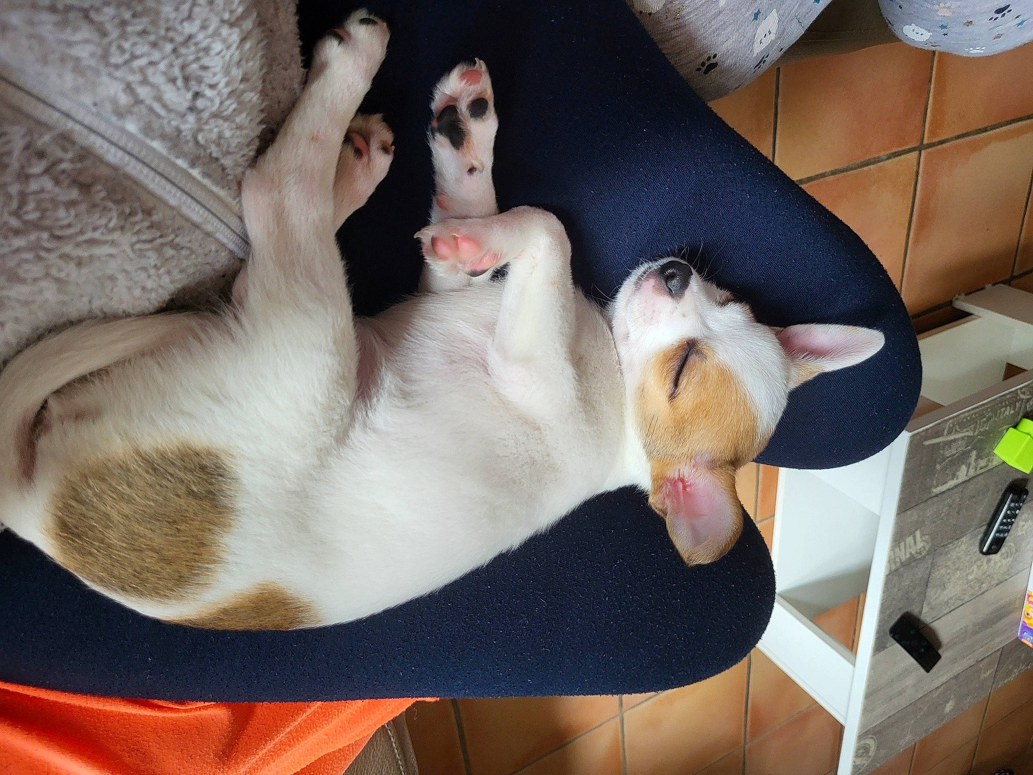 Uno participe au concours pour gagner de l'argent avec cette photo : birman, canidae, carnivore, cat, comfort, companion_dog, dog_breed, domestic_short_haired_cat, fawn, felidae, foot, fur, mammal, nap, paw, small_to_medium_sized_cats, sporting_group, tail, thai, whiskers