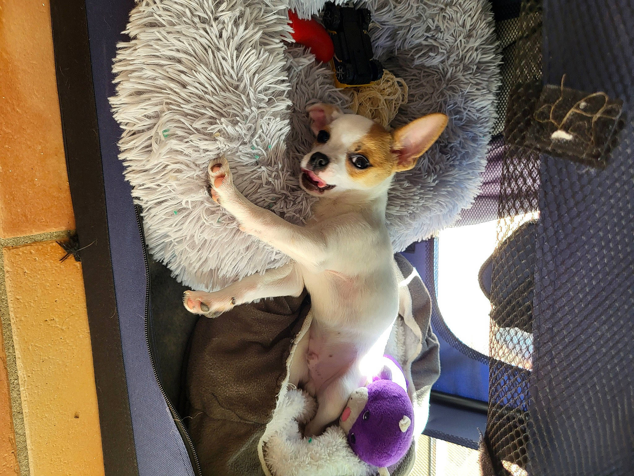 Uno participe au concours pour gagner de l'argent avec cette photo : canidae, carnivore, cat, cat_supply, comfort, companion_dog, fawn, felidae, fur, paw, rex_cat, small_to_medium_sized_cats, snout, tail, terrestrial_animal, whiskers