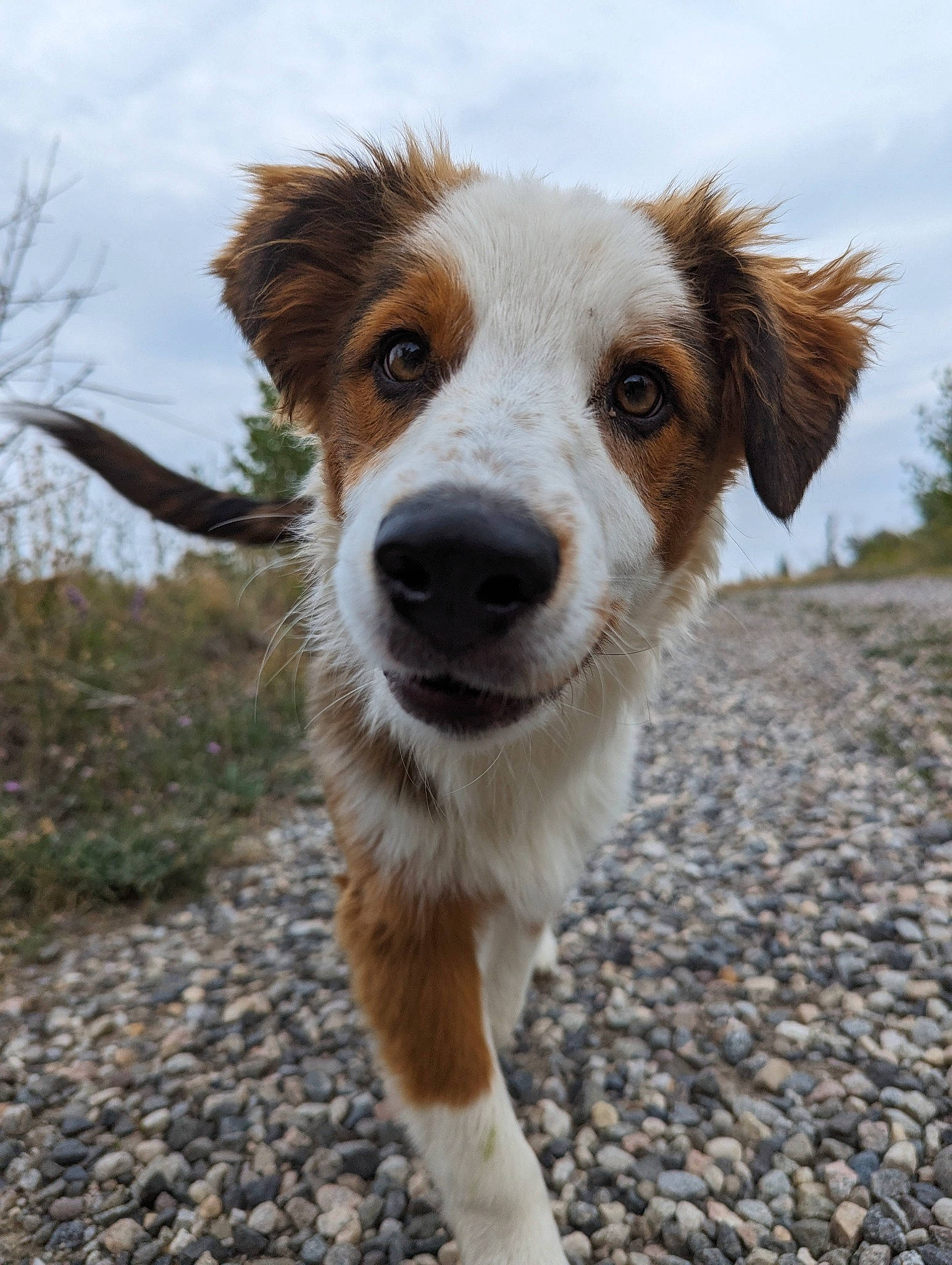 Wilbur is registered to the contest to win money with this photo: australian_shepherd, carnivore, cloud, companion_dog, dog, dog_breed, fur, herding_dog, plant, road_surface, sky, soil, sporting_group, terrestrial_animal, whiskers, working_dog