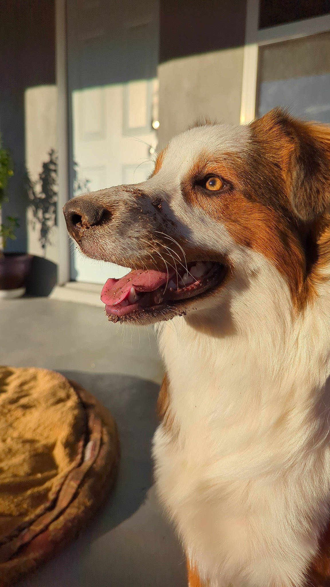 Wilbur is registered to the contest to win money with this photo: australian_shepherd, ball, carnivore, collar, companion_dog, dog, dog_breed, fang, flowerpot, fur, herding_dog, houseplant, jaw, plant, snout, sporting_group, terrestrial_animal, whiskers, working_animal, working_dog
