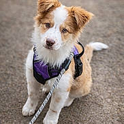 Abby participe au concours pour gagner de l'argent avec cette photo : puppy, dog, leash, harness, outdoor, pet, cute, animal, brown, white, fur, sitting, attention, young, canine, portrait, road, playful, friendly, walk