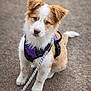 puppy, dog, leash, harness, outdoor, pet, cute, animal, brown, white, fur, sitting, attention, young, canine, portrait, road, playful, friendly, walk