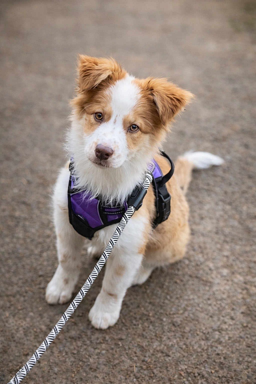 Abby participe au concours pour gagner de l'argent avec cette photo : puppy, dog, leash, harness, outdoor, pet, cute, animal, brown, white, fur, sitting, attention, young, canine, portrait, road, playful, friendly, walk