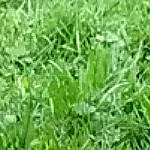 Jerry participe au concours pour gagner de l'argent avec cette photo : agriculture, chrysopogon_zizanioides, commodity, crop, ecoregion, ecosystem, field, fodder, grass, grass_family, grassland, herb, lawn, meadow, paddy_field, pasture, plant, prairie, sweet_grass, wheatgrass