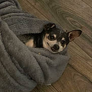Archy joined the competition — help win amazing prizes! dog, blanket, cozy, floor, wooden_floor, wrapped, small_dog, pet, animal, fur, ears, cute, lying_down, looking_up, indoor, resting, comfort, warm, canine, snug