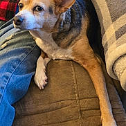 Peabody joined the competition — help win amazing prizes! dog, couch, person, jeans, plaid_shirt, indoor, pet, brown, fur, relaxed, seated, human_hand, casual, home, comfort, animal, paw, resting, fabric, closeup