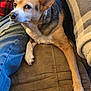 dog, couch, person, jeans, plaid_shirt, indoor, pet, brown, fur, relaxed, seated, human_hand, casual, home, comfort, animal, paw, resting, fabric, closeup