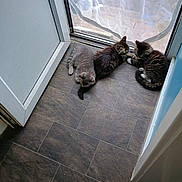 Mitzy B joined the competition — help win amazing prizes! kitten, cat, floor, tile_floor, door, screen_door, indoor, resting, playing, fur, pet, animal, small, cute, tabby, gray_cat, brown_cat, white_paws, paw, young