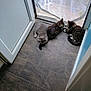 kitten, cat, floor, tile_floor, door, screen_door, indoor, resting, playing, fur, pet, animal, small, cute, tabby, gray_cat, brown_cat, white_paws, paw, young