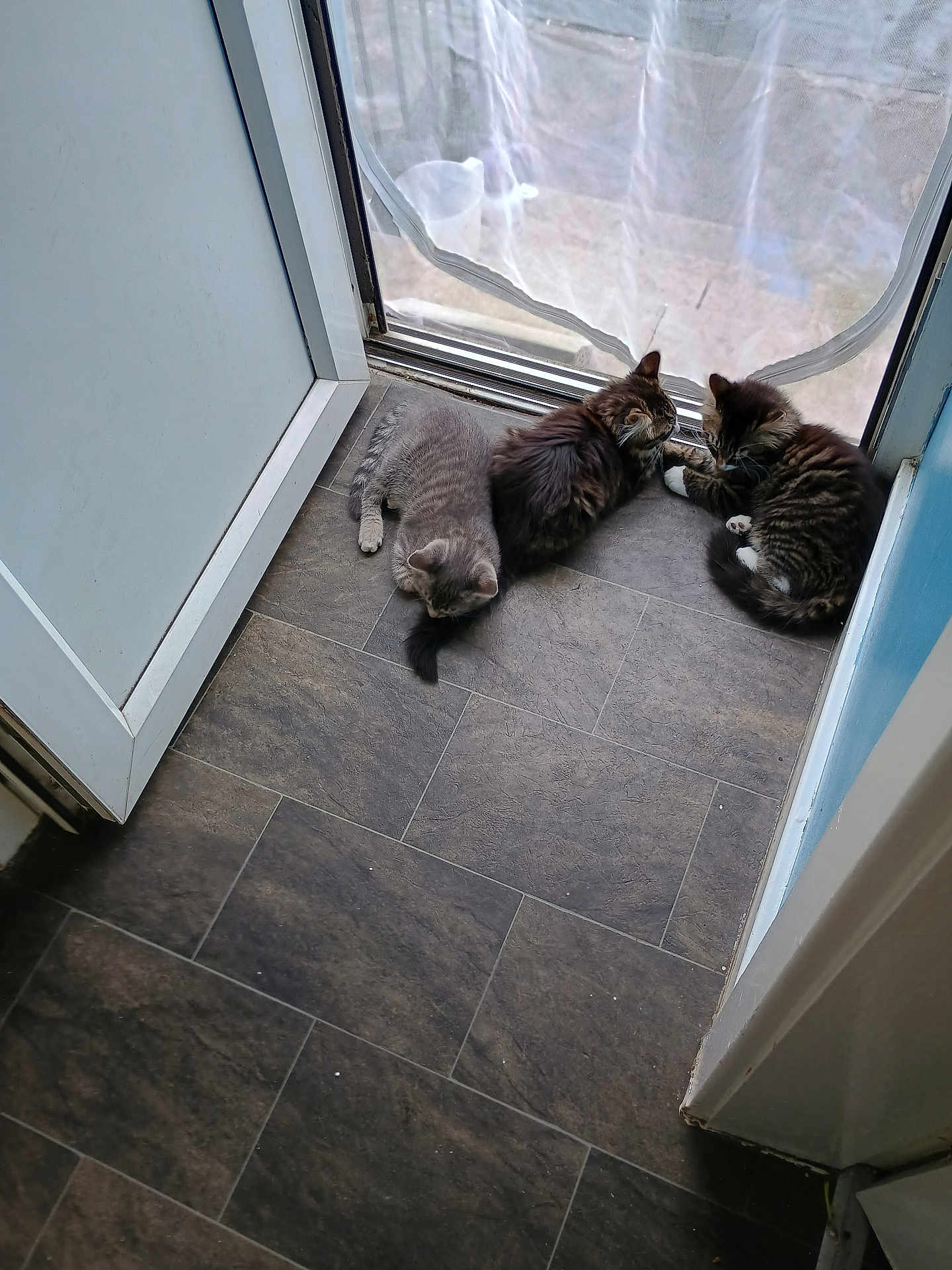 Mitzy B joined the competition — help win amazing prizes! kitten, cat, floor, tile_floor, door, screen_door, indoor, resting, playing, fur, pet, animal, small, cute, tabby, gray_cat, brown_cat, white_paws, paw, young