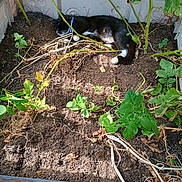 Mitzy joined the competition — help win amazing prizes! black_and_white, cat, collar, daylight, feline, garden, greenery, leaf, nature, outdoor, pet, plants, relaxing, resting, sleeping, small_garden, soil, stem, sunlight, vegetation