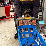 Gidget joined the competition — help win amazing prizes! dog, toy_shopping_cart, person, hoodie, indoor, store, floor, clothing, shoes, pet, playful, shopping, leash, small_dog, pink_outfit, hands, curious, retail, plastic, casual