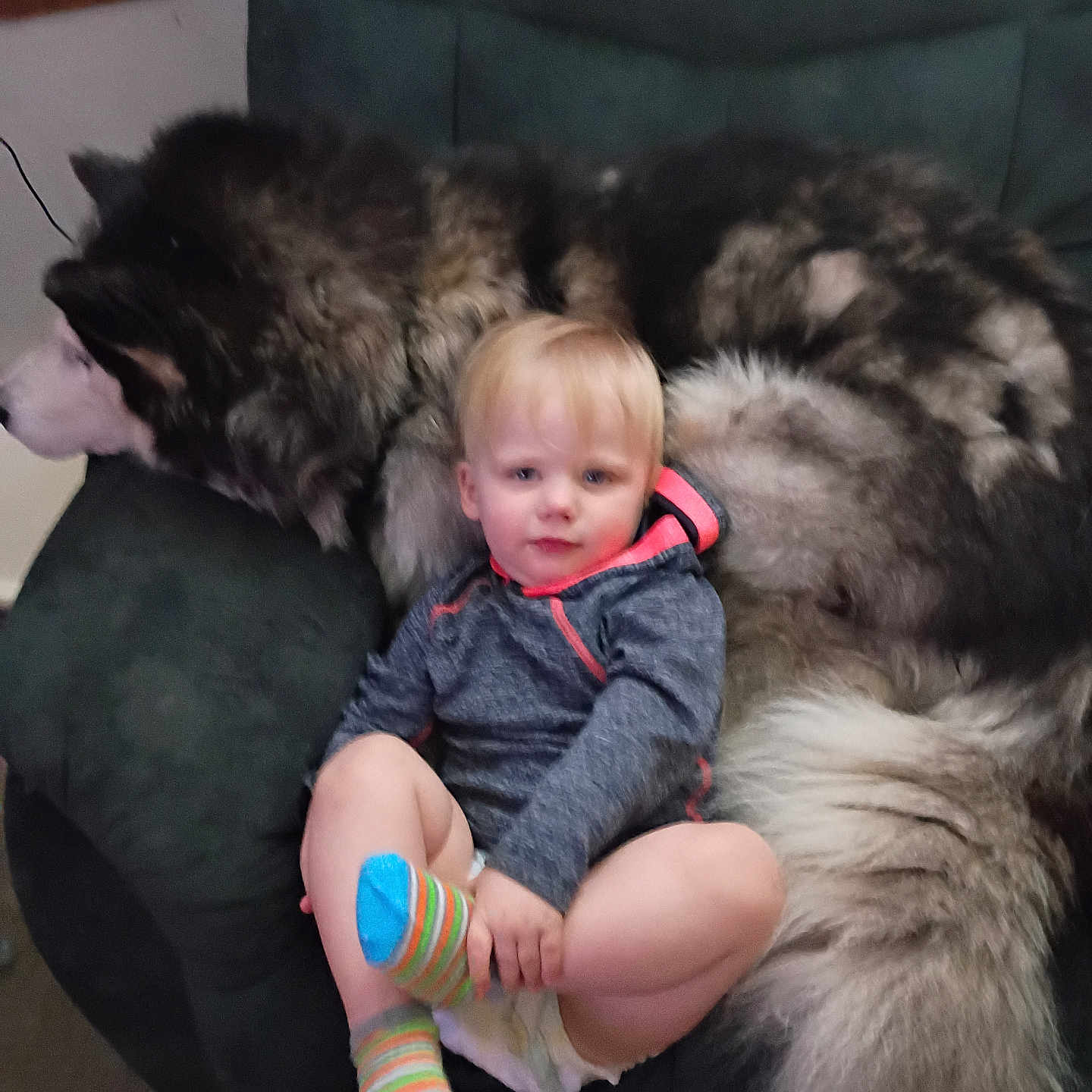 Waylon is registered to the contest to win money with this photo: armchair, blonde_hair, casual_clothing, child, companion, cozy, cuddling, cute, dog, fluffy_dog, furniture, home, indoor, large_dog, pet, portrait, relaxing, socks, toddler, young_child