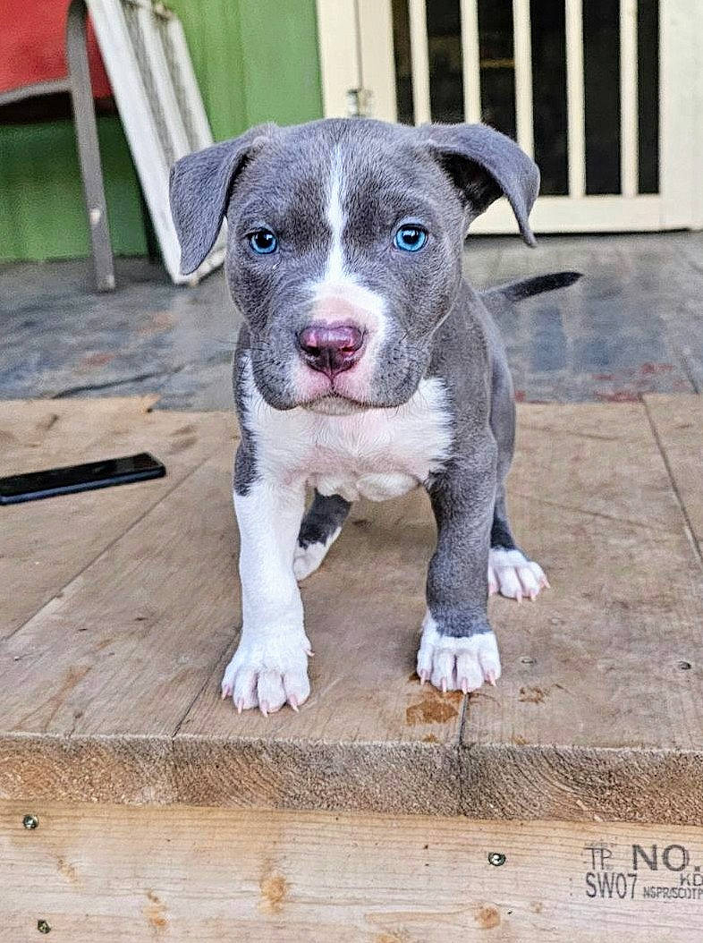 Gator Bait joined the competition — help win amazing prizes! canidae, carnivore, companion_dog, dog, dog_breed, non_sporting_group, sporting_group, terrestrial_animal, whiskers, working_animal