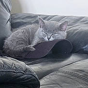 Princess is registered to the contest to win money with this photo: kitten, cat, sleeping, nap, couch, leather_couch, pet, indoor, cozy, gray_fur, cap, resting, quiet, soft_light, feline, animal, home, fur, cute, comfortable