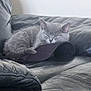 animal, cap, cat, comfortable, couch, cozy, cute, feline, fur, gray_fur, home, indoor, kitten, leather_couch, nap, pet, quiet, resting, sleeping, soft_light