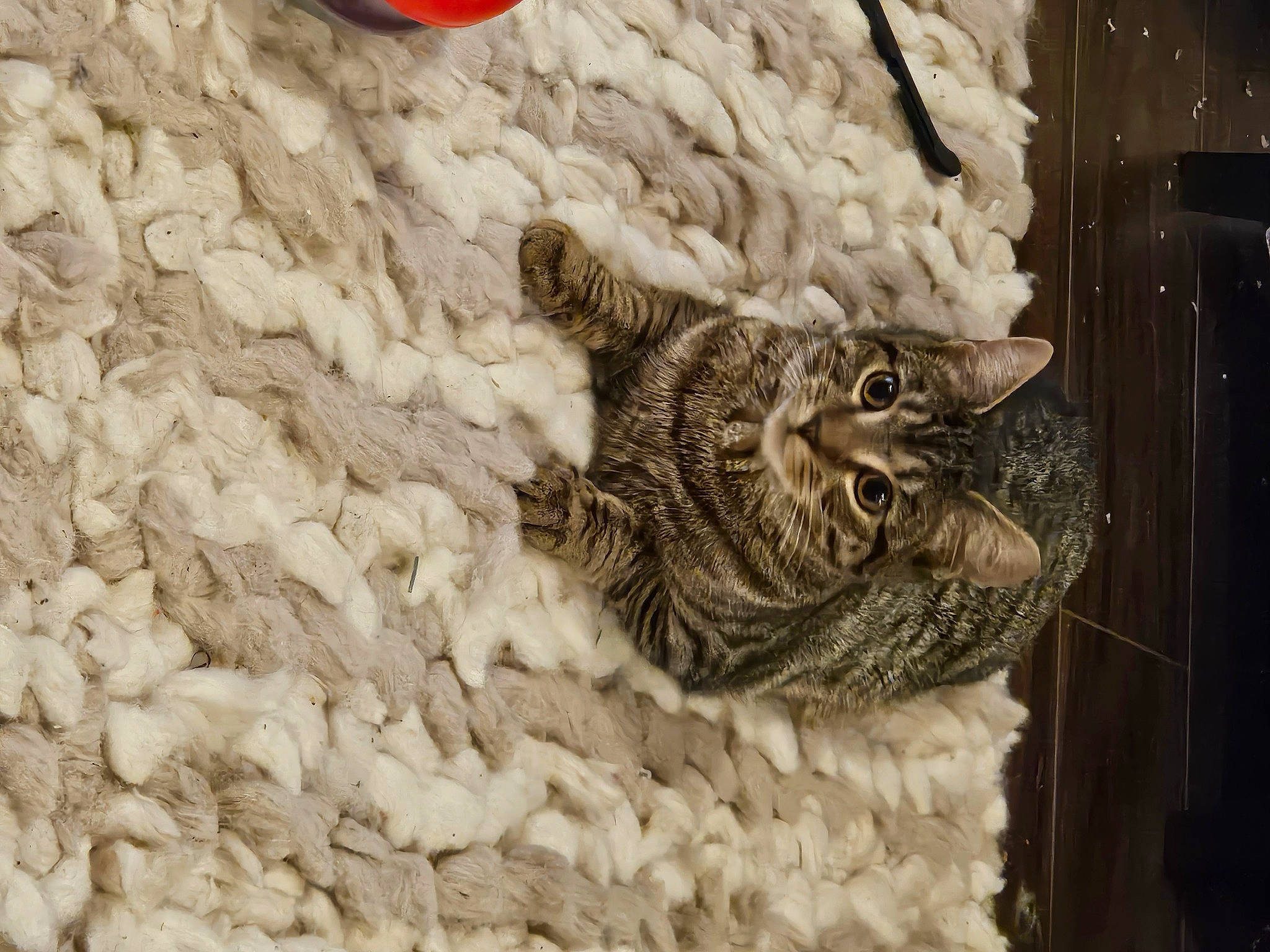 Phoebe is registered to the contest to win money with this photo: art, beak, bird, carnivore, cat, domestic_short_haired_cat, eastern_screech_owl, felidae, fur, great_horned_owl, monochrome, owl, pattern, small_to_medium_sized_cats, tail, terrestrial_animal, whiskers, window, wing, wood