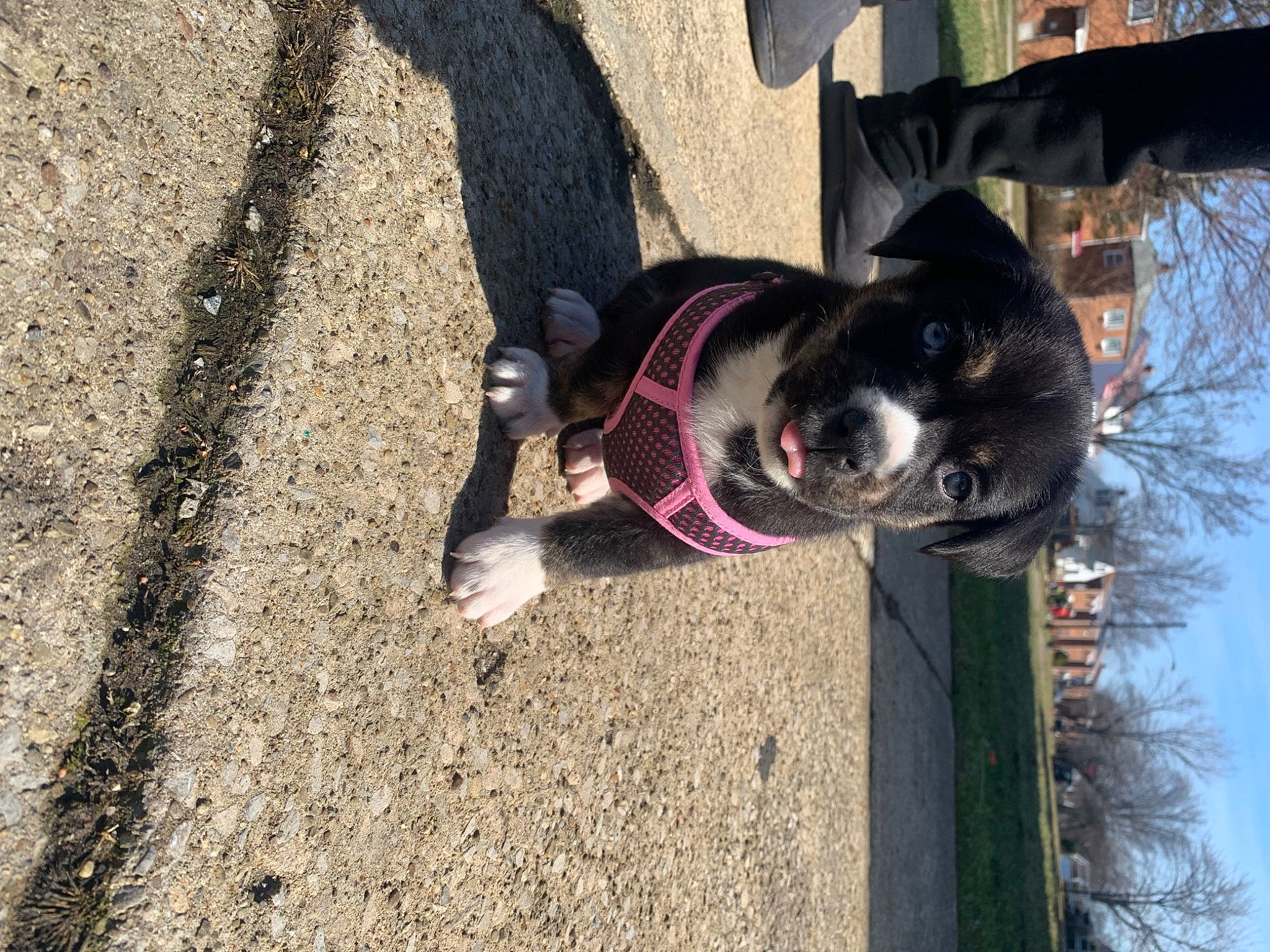 Nezuko Uchiha joined the competition — help win amazing prizes! asphalt, canidae, carmine, carnivore, collar, companion_dog, dog, dog_breed, dog_collar, dog_supply, guard_dog, leash, pet_supply, plant, road_surface, sky, sporting_group, tail, tree, working_animal