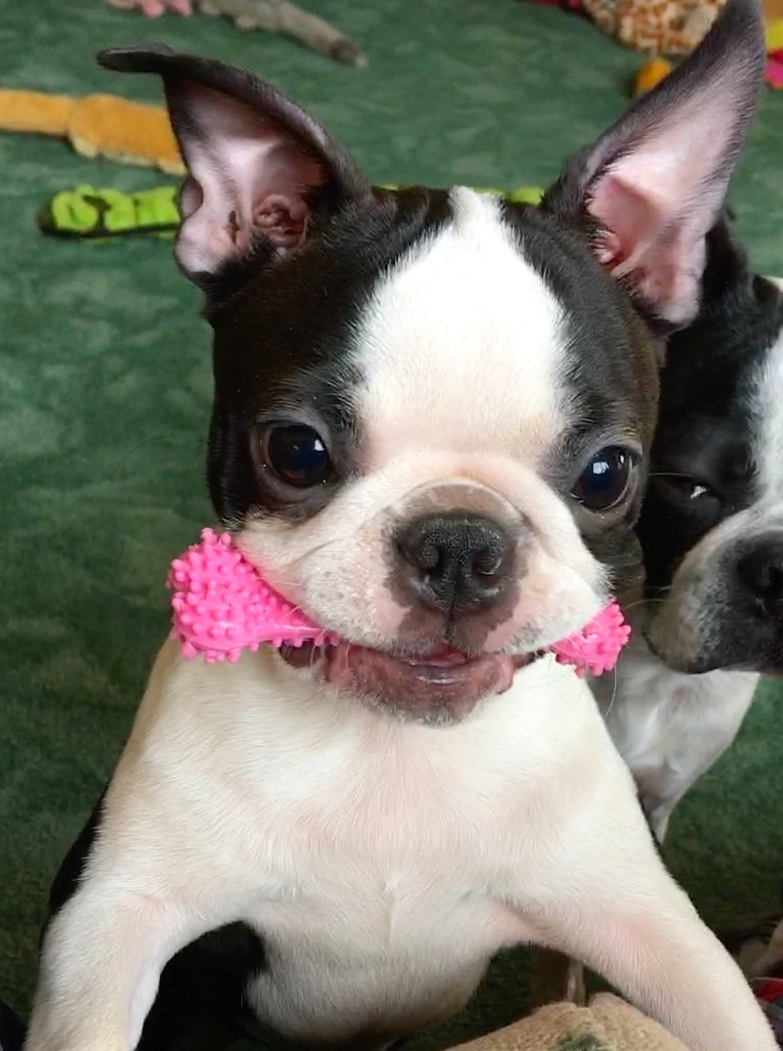 Breezie is registered to the contest to win money with this photo: boston_terrier, bulldog, canidae, carnivore, collar, companion_dog, dog, dog_breed, ear, fawn, grass, non_sporting_group, pink, puppy, snout, sporting_group, terrestrial_animal, toy_dog, whiskers, working_animal