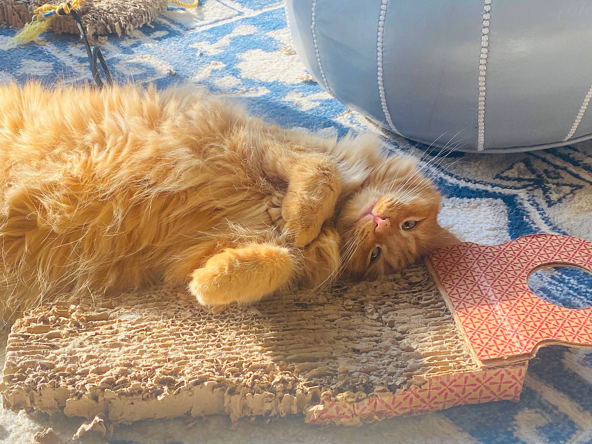 Kratos is registered to the contest to win money with this photo: carnivore, cat, claw, comfort, companion_dog, domestic_short_haired_cat, fawn, felidae, flooring, foot, fur, human_leg, jewellery, necklace, paw, small_to_medium_sized_cats, sporting_group, tail, whiskers, wood