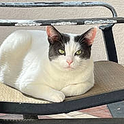 Oliver is registered to the contest to win money with this photo: cat, white_cat, gray_cat, pet, animal, lounge, chair, metal, furniture, indoor, relaxed, green_eyes, close_up, portrait, looking_at_camera, cute, domestic_cat, whiskers, pink_nose, fur