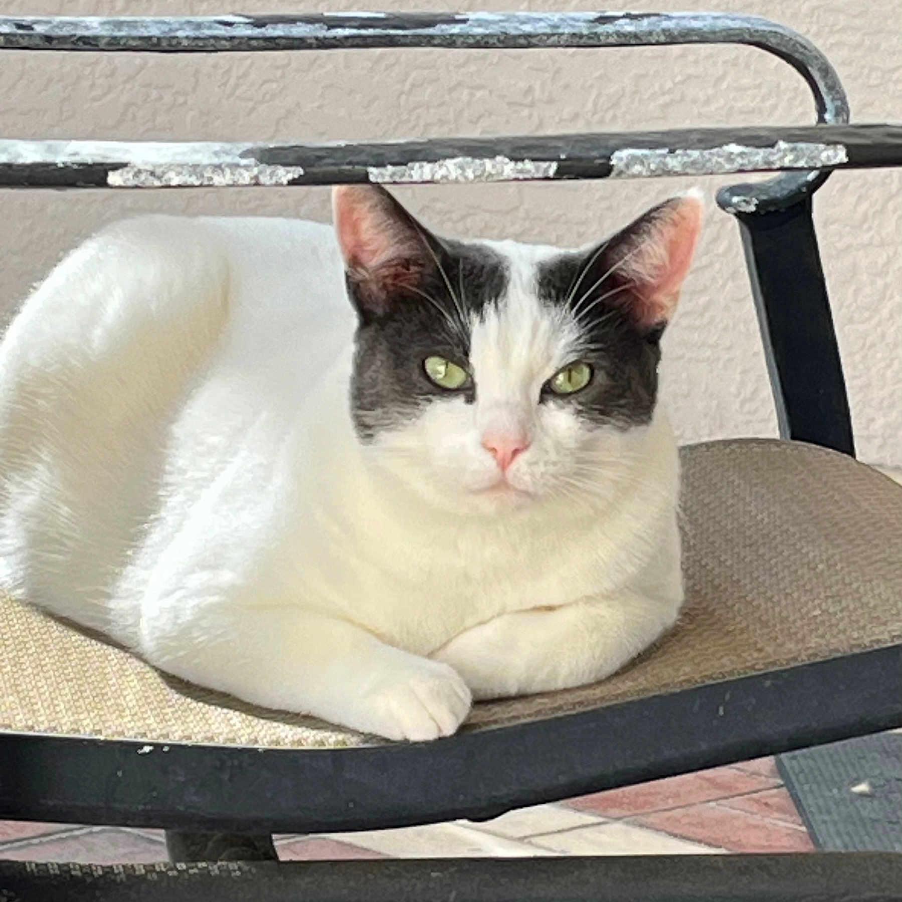 Oliver is registered to the contest to win money with this photo: animal, cat, chair, close_up, cute, domestic_cat, fur, furniture, gray_cat, green_eyes, indoor, looking_at_camera, lounge, metal, pet, pink_nose, portrait, relaxed, whiskers, white_cat