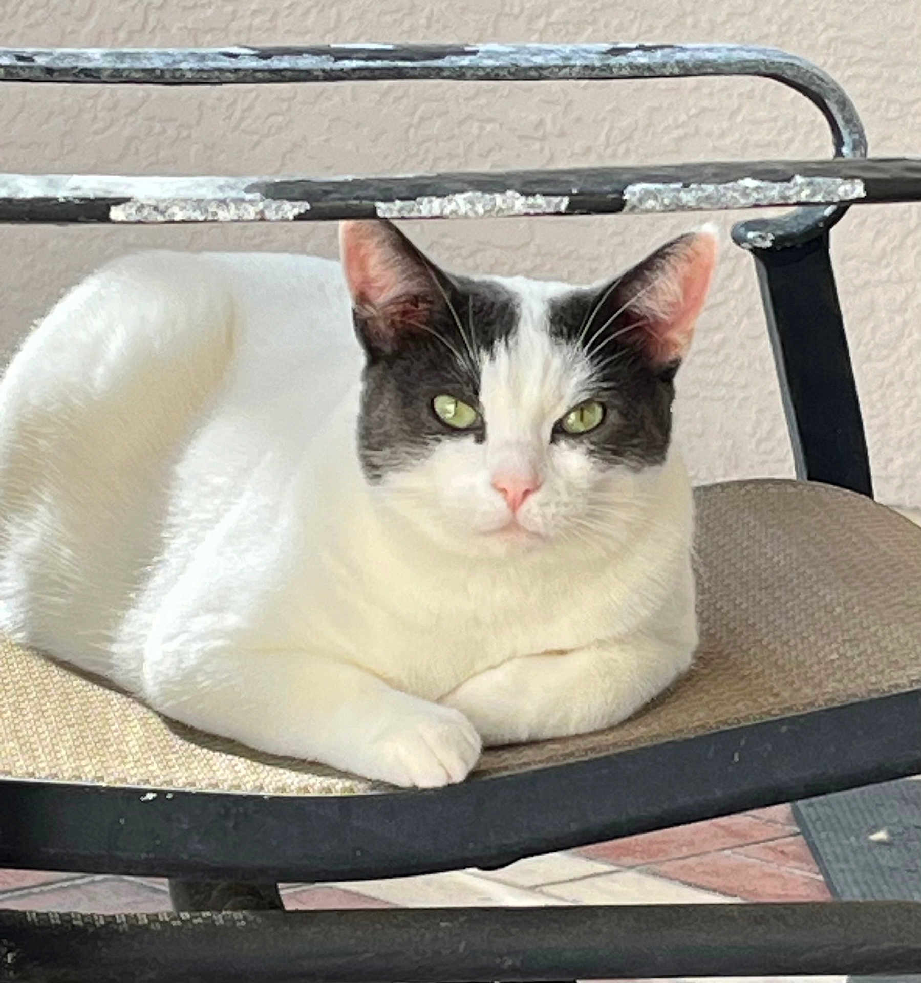 Oliver is registered to the contest to win money with this photo: cat, white_cat, gray_cat, pet, animal, lounge, chair, metal, furniture, indoor, relaxed, green_eyes, close_up, portrait, looking_at_camera, cute, domestic_cat, whiskers, pink_nose, fur