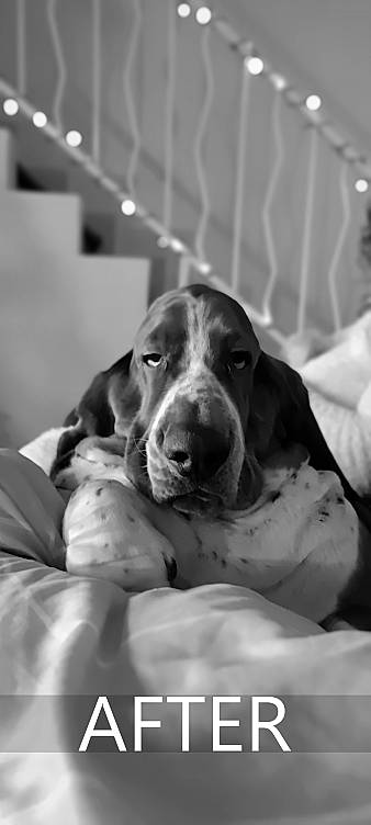 Dougal participe au concours pour gagner de l'argent avec cette photo : black_and_white, bored, canidae, carnivore, comfort, companion_dog, dog, dog_breed, fence, fur, grey, jaw, monochrome, monochrome_photography, snout, sporting_group, style, whiskers, white, working_animal