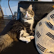 Buddy joined the competition — help win amazing prizes! cat, tabby_cat, white_paws, black_couch, pillow, patterned_pillow, tassels, indoor, wooden_table, framed_photos, vase, white_flowers, floor, cozy, pet, fur, relaxed, domestic, feline, home_decor