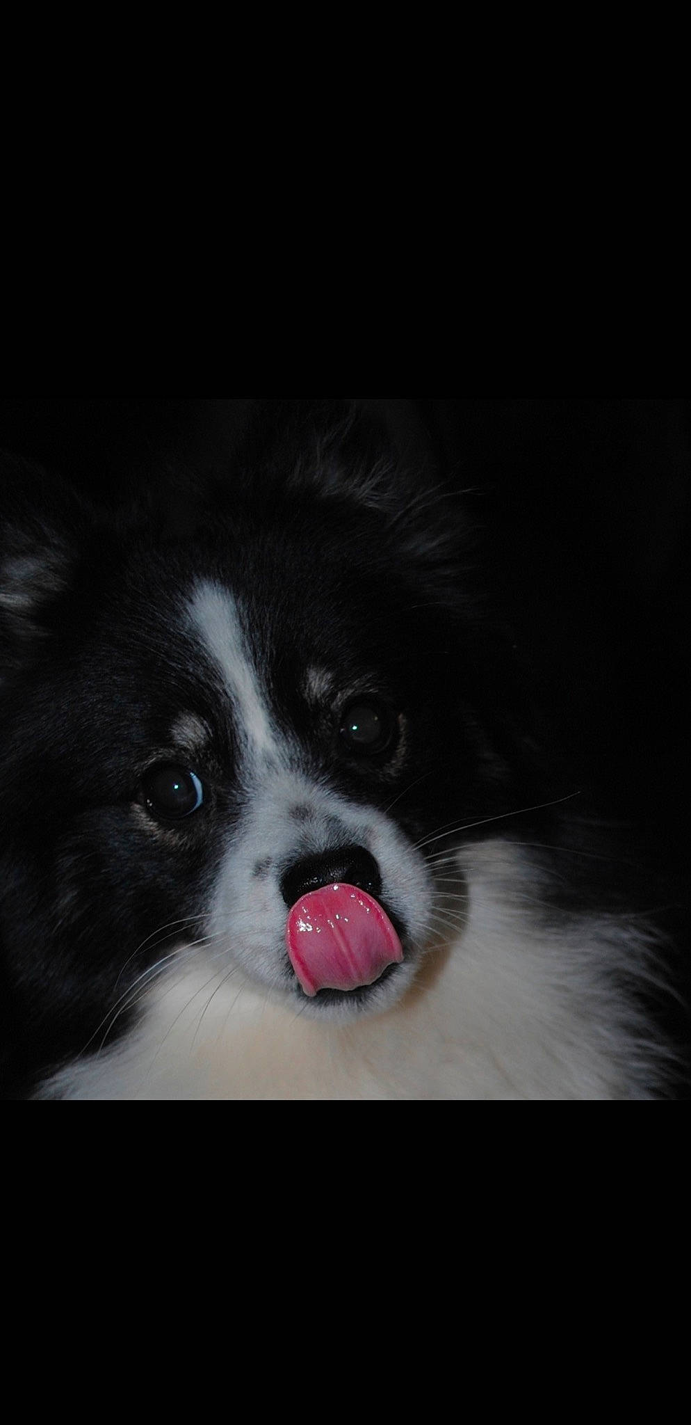 Magnum participe au concours pour gagner de l'argent avec cette photo : border_collie, canidae, carmine, carnivore, companion_dog, darkness, dog, dog_breed, fur, monochrome_photography, non_sporting_group, paw, snout, sporting_group, whiskers, working_animal, working_dog